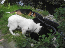 Destino-Jack und Freund